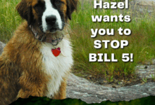 Help Hazel STOP BILL 5 in Ontario that will destroy the Endangered Species Act Help Hazel STOP BILL 5 in Ontario that will destroy the Endangered Species Act