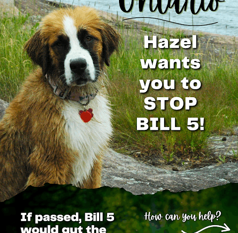 Help Hazel STOP BILL 5 in Ontario that will destroy the Endangered Species Act Help Hazel STOP BILL 5 in Ontario that will destroy the Endangered Species Act