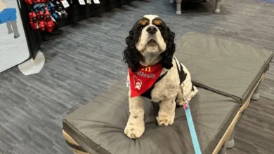 How the KLIMB Dog Training Platform Transformed My Cocker Spaniels