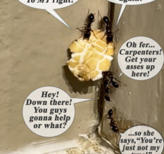 Even the Ants Have An Ant Problem!