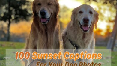 100 Sunset Captions For Your Dog Photos