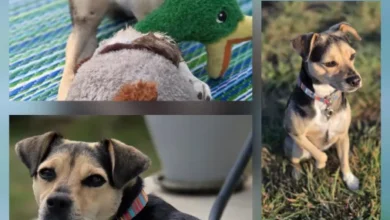 2 year old female Terrier Cross available for adoption