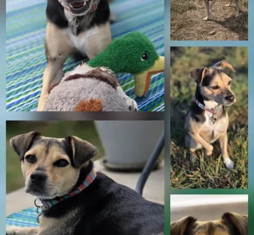 2 year old female Terrier Cross available for adoption 2 year old female Terrier Cross available for adoption