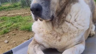 10 year old male Spanish Mastin Cross available for adoption