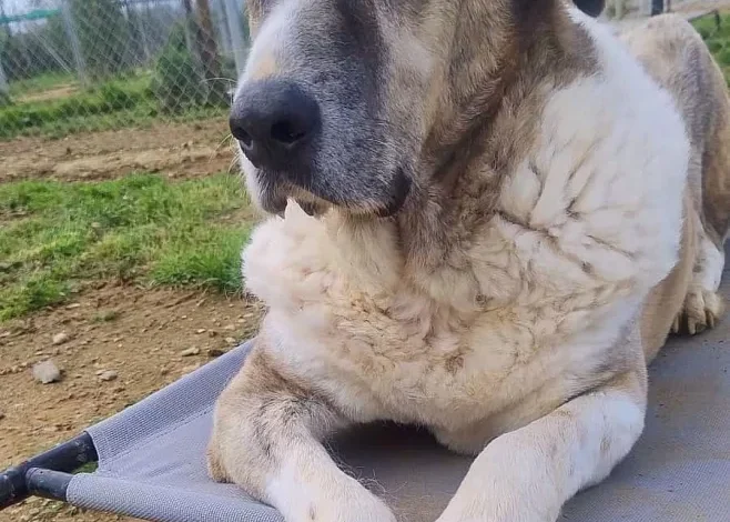 10 year old male Spanish Mastin Cross available for adoption