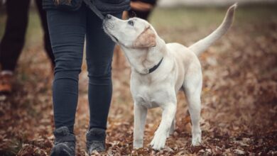 K.I.S.S. Dog Training | Puppy Training in Kansas City