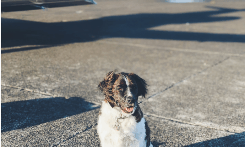 Airline Options for Flying with Large Dogs in Cabin Airline Options for Flying with Large Dogs in Cabin