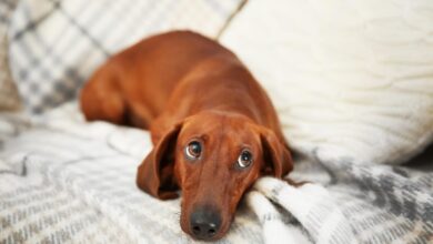 13 Sassy Dog Breeds Known for Side-Eye Mastery