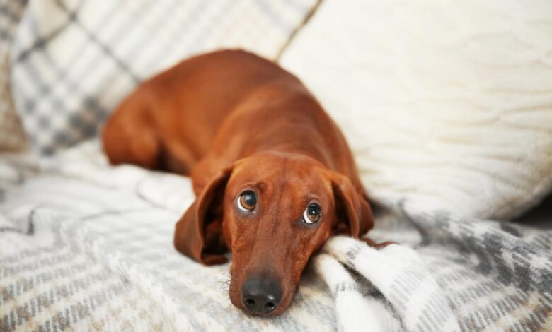 13 Sassy Dog Breeds Known for Side-Eye Mastery