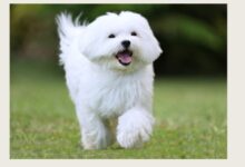 Long-Lines and Small Dog Training Long-Lines and Small Dog Training