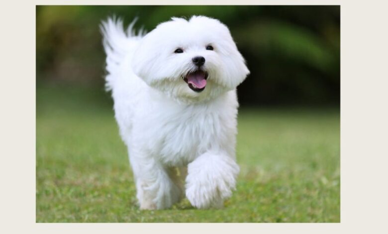 Long-Lines and Small Dog Training