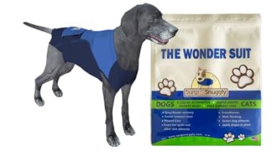 8 Best Dog Recovery Suits to Replace the Cone of Shame