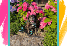 Ways to Save Money When Making Homemade Dog Treats