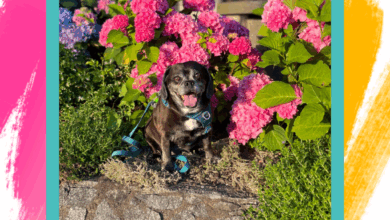 Ways to Save Money When Making Homemade Dog Treats