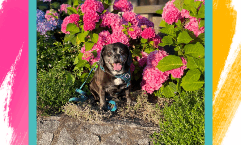 Ways to Save Money When Making Homemade Dog Treats Ways to Save Money When Making Homemade Dog Treats