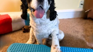 Dog Training Tools: My Honest Review of the Blue-9 Propel