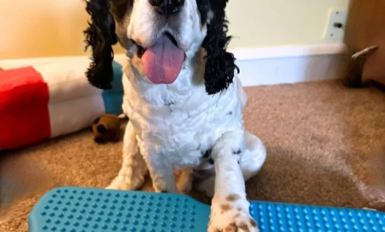 Dog Training Tools: My Honest Review of the Blue-9 Propel