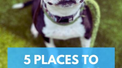 5 Places to Adopt a Dog in Oakland County, Michigan