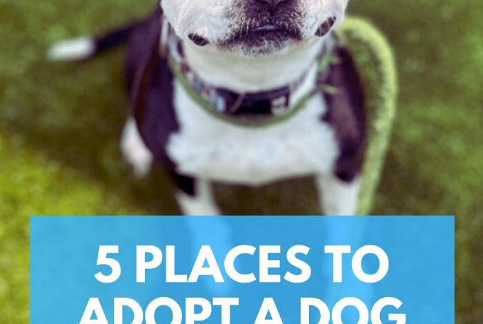5 Places to Adopt a Dog in Oakland County, Michigan