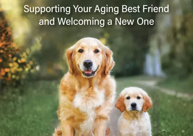 Old Dog, New Dog – The Book Everyone Needs Old Dog, New Dog – The Book Everyone Needs