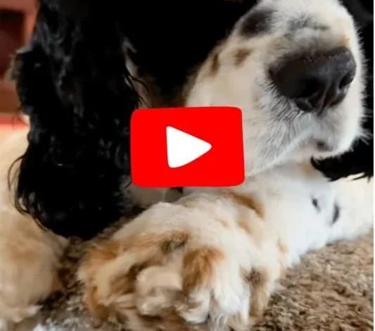 World’s First Dog Hearing Test App with Calming Music