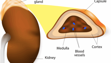 Holistic Approach to Cushing’s Disease in Dogs