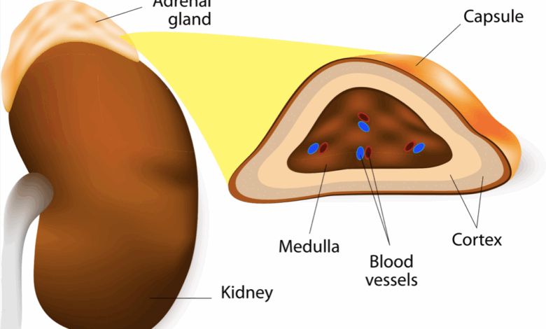 Holistic Approach to Cushing’s Disease in Dogs