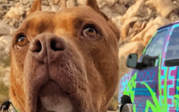 Renting An Adventure Van With Pets