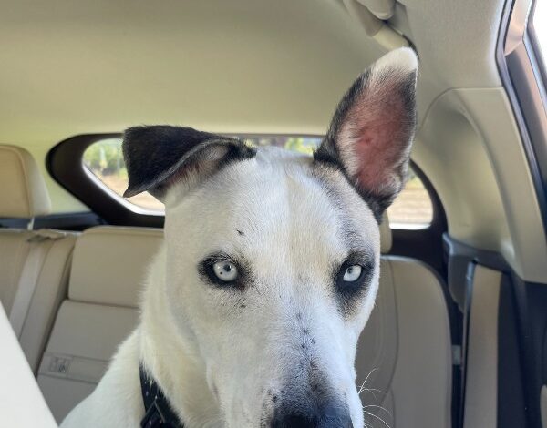 Aiden – CA – Deaf Dogs Rock