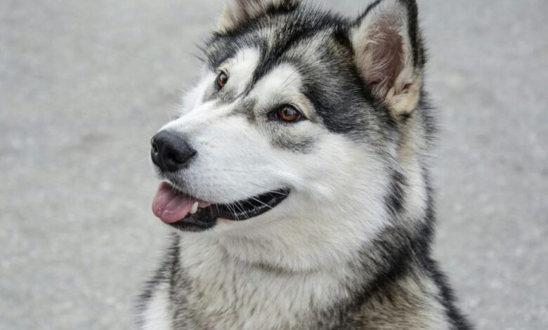 Top Breeds for Winter Adventures • Top Breeds for Winter Adventures •