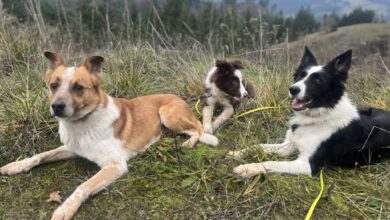 Stop Saying These Things to Dog Owners (We’re Begging You)