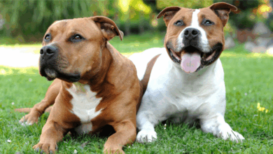 24 Loyal Lovebugs Built For Closeness