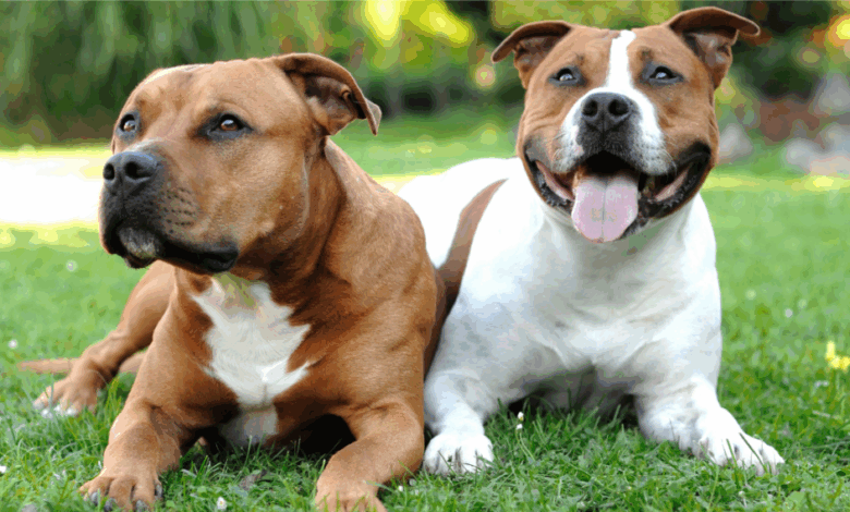 24 Loyal Lovebugs Built For Closeness