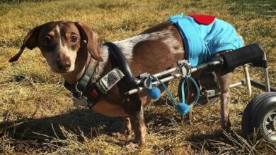 The Surprising Truth About Dachshund Back Problems