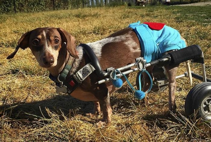 The Surprising Truth About Dachshund Back Problems