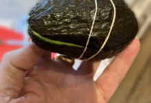 Avocados and Butterfingers – Sleeping between Giants Avocados and Butterfingers – Sleeping between Giants