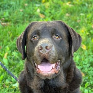 How Smart is Your Labrador?