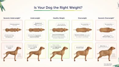 Tools to Help Prevent Injury and Support Lifelong Mobility in Dogs – Dr. Dobias Healing Solutions