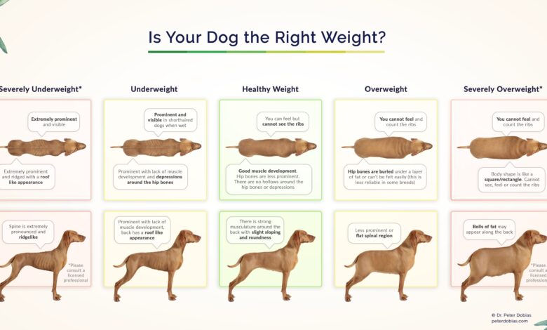 Tools to Help Prevent Injury and Support Lifelong Mobility in Dogs – Dr. Dobias Healing Solutions