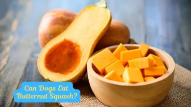 Can Dogs Eat Butternut Squash? 5 Amazing Benefits Revealed