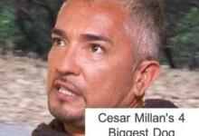 Cesar Millan’s 4 Biggest Dog Training Myths Cesar Millan’s 4 Biggest Dog Training Myths