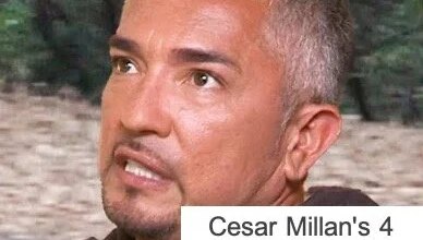 Cesar Millan’s 4 Biggest Dog Training Myths