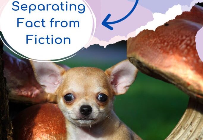 Chihuahua Myth Busters: Separating Fact from Fiction Chihuahua Myth Busters: Separating Fact from Fiction