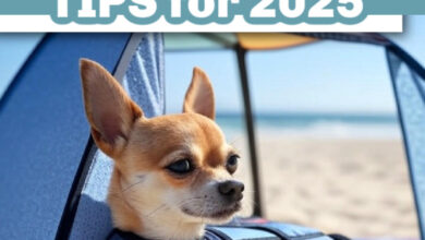 Chihuahua-Safe Summer Adventures: Tips for 2025