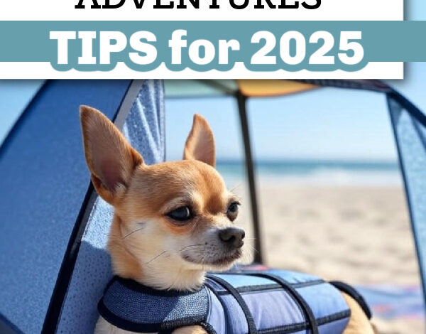 Chihuahua-Safe Summer Adventures: Tips for 2025 Chihuahua-Safe Summer Adventures: Tips for 2025