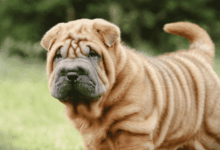 Built For Love, Loyalty & A Little Extra Skincare Built For Love, Loyalty & A Little Extra Skincare