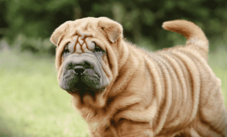 Built For Love, Loyalty & A Little Extra Skincare Built For Love, Loyalty & A Little Extra Skincare