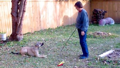 Self-Control, Impulse Control, and Stimulus Control: Widening the Conversation