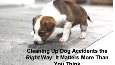 Cleaning Up Dog Accidents the Right Way: It Matters More Than You Think