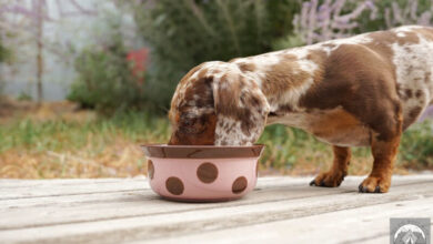 Why Does My Dachshund Cough After Drinking Water?